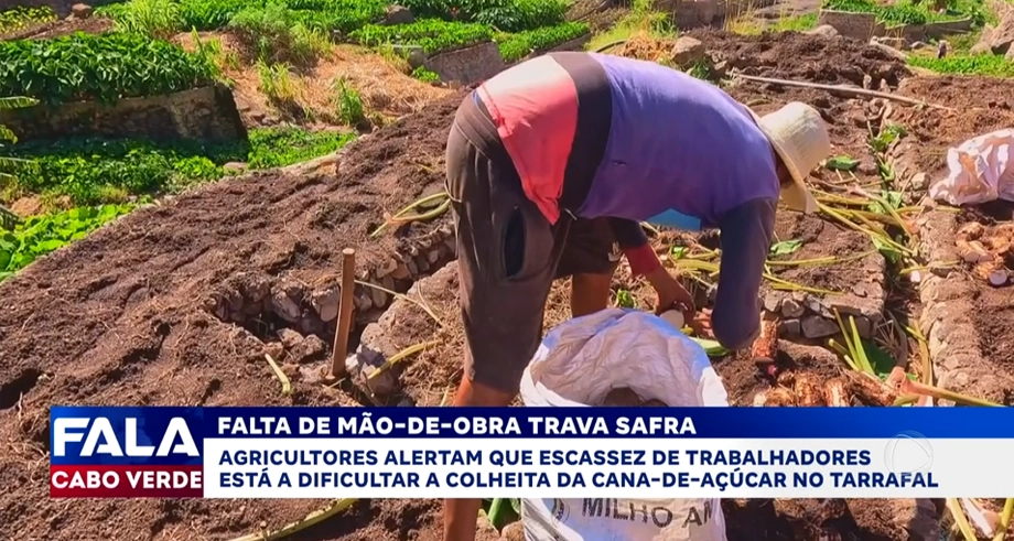 FALTA DE MÃO-DE-OBRA TRAVA SAFRA