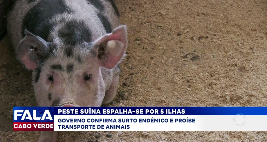 PESTE SUÍNA ESPALHA-SE POR 5 ILHAS