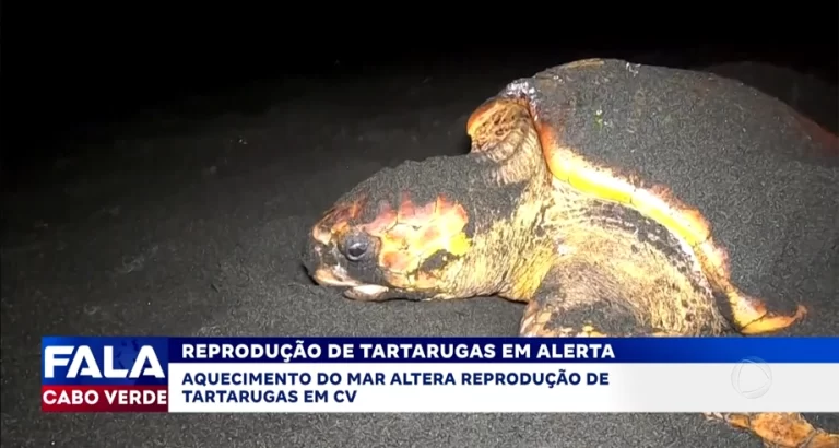 REPRODUÇÃO DE TARTARUGAS EM ALERTA