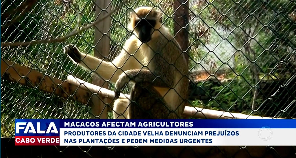 MACACOS AFECTAM AGRICULTORES