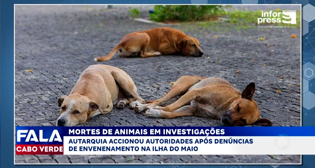 MORTES DE ANIMAIS EM INVESTIGAÇÕES