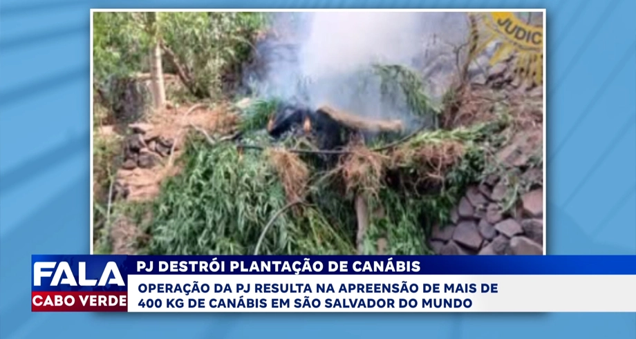PJ DESTRÓI PLANTAÇÃO DE CANÁBIS