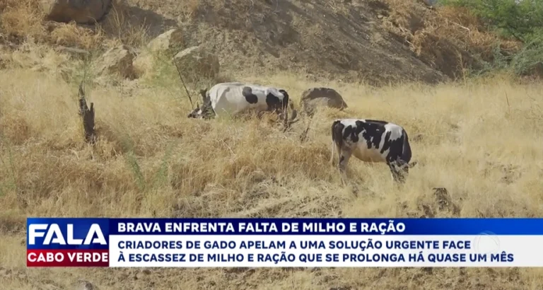 BRAVA ENFRENTA FALTA DE MILHO E RAÇÃO