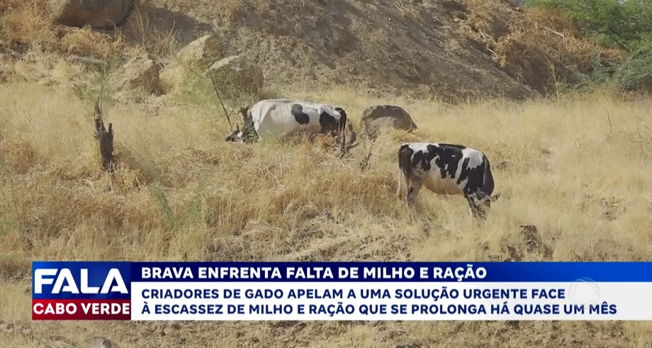 BRAVA ENFRENTA FALTA DE MILHO E RAÇÃO