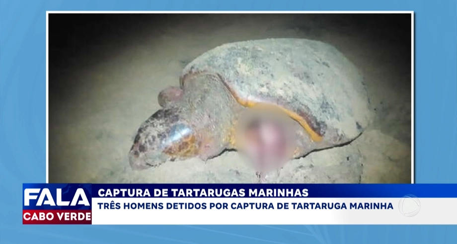 CAPTURA DE TARTARUGAS MARINHAS