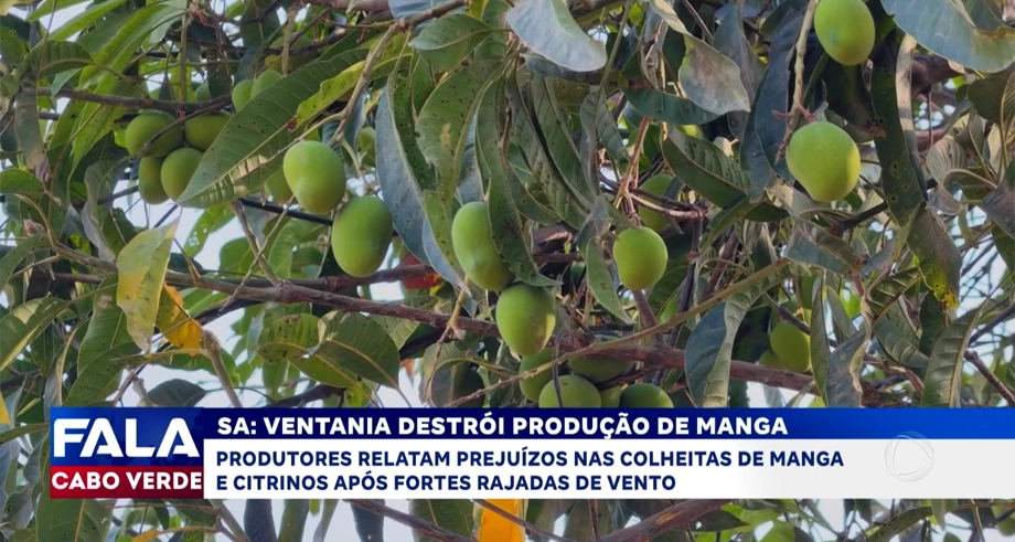 SA: VENTANIA DESTRÓI PRODUÇÃO DE MANGA
