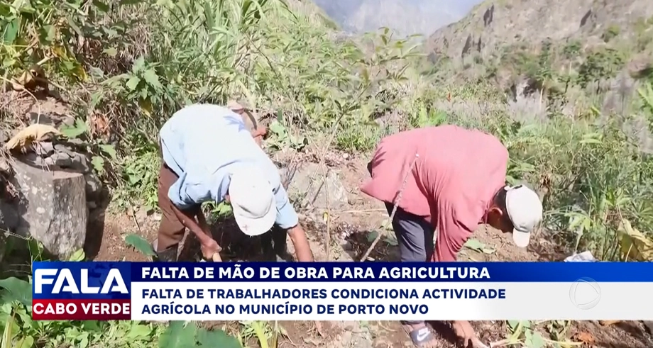 FALTA DE MÃO DE OBRA PARA AGRICULTURA