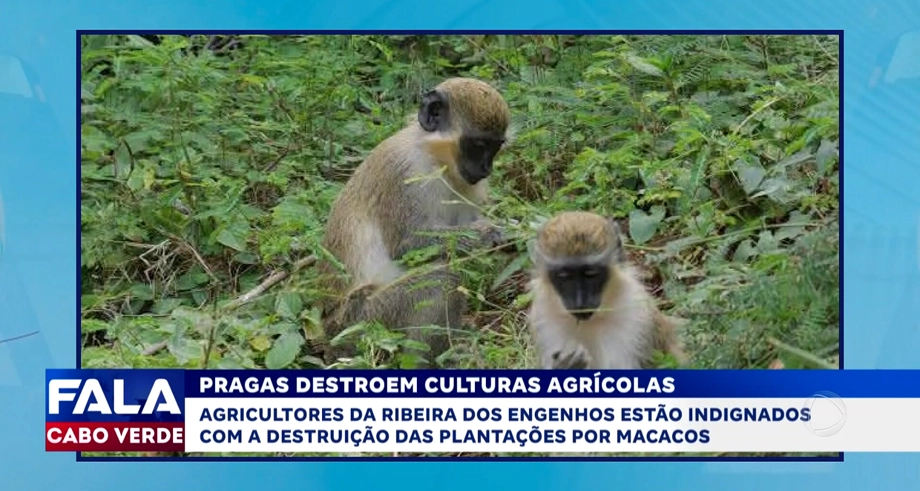 PRAGAS DESTROEM CULTURAS AGRÍCOLAS