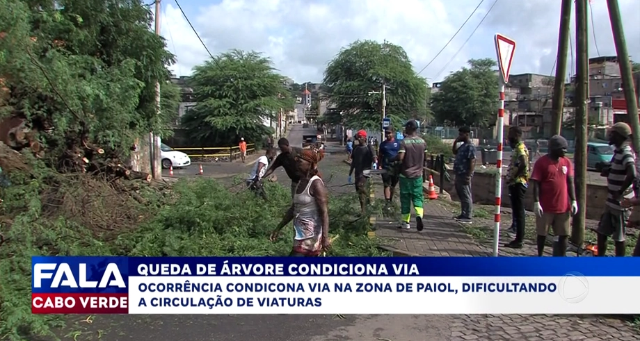 QUEDA DE ÁRVORE CONDICIONA VIA