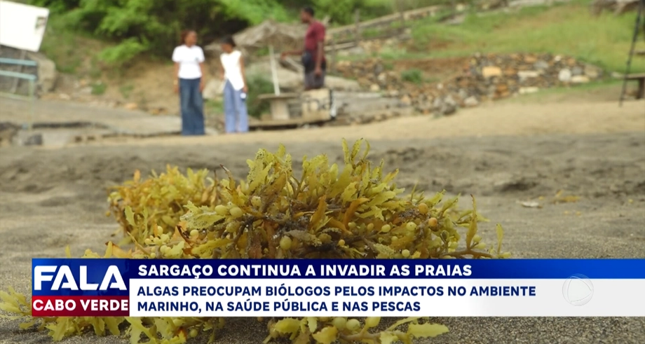SARGAÇO CONTINUA A INVADIR AS PRAIAS